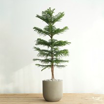 특대형 아라우카리아 웜그레이 폴리스톤라운드화분 실내 인테리어식물 크리스마스 생화트리 개업화분, 필요없음, 기본서랍식