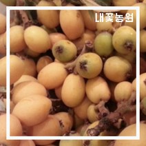 내꽃농원 비파 실생 2년 포트