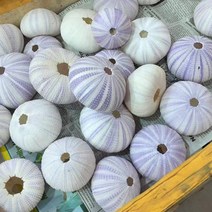 조개껍질 자연 성게 껍질 조가비 Tillandsia 화분 Coquillage 분재 지중해 조개 공예 홈 장식, H.H