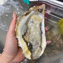 통영 굴 1kg ~ 10kg 통영 생굴 통영 석화 각굴 반각굴 통영 하프셀 굴 개체굴 삼배체굴 하프쉘 굴 깐굴 햇굴 햇생굴 김장용굴 석화 택배, 개체굴 삼배체굴 3kg 6~12미 (석화)