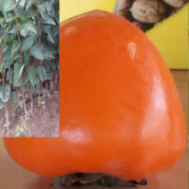 (HG소망)야오끼 개량왕대봉 감나무묘목(접목1년)1그루