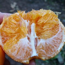 제주과일 레드향 선물용 중대과 2Kg 제주레드향 제철 만감류, 1개