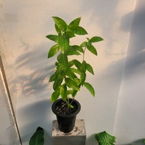 향기식물 모기퇴치식물 야레향 아레향 아래향 야래향 중대품 50-70cm 119