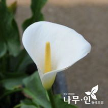 [나무인] 물카라 수생식물, 1개