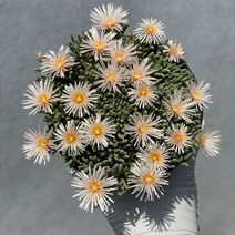 [ 풀풀다육 ] 별의눈물 다육 식물 국민 다육이