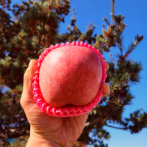 오리지날 아삭 단단 부사 꿀 사과 소과 (로얄) (15과) 3kg 경북 사과 농장