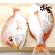 [맛있는날] 제주산 꽃돔 필렛 1kg(11미 내외/마리당 17-20cm), 단품