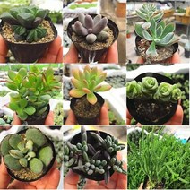 라울 황려금 은행목 홍매화 마커스 멘도사 화제 적귀성 초코렛금 청옥 방울복랑 미니벨 수 랜덤81, 58.수, 1개