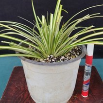 중투무늬사초 에버골드 대품 노지월동식물 상록식물 관상용 정원용