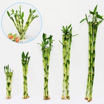 가꾸지오 공기정화 수경식물 개운죽 50cm, 개운죽5p 50cm