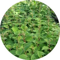키위 참다래 레드키위 골드키위 암3수1, 그린