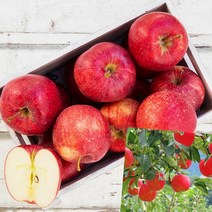 이지리치 부사 청송 사과 10KG 31-35과 상 경북꿀사과 사과부사