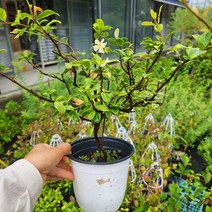 두메마삭줄 중품 꽃비야생화, 1개