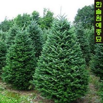 [소나무] 구상나무 150cm 묘목(분) 크리스마스트리 겨울나무