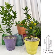 생귤탱귤 유주나무 중형 - 저면관수 화분 9color, 레몬, 1EA