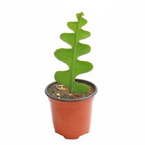 갑조네 피쉬본 생선뼈선인장 다육식물 피시본 지그재그선인장 실내공기정화식물