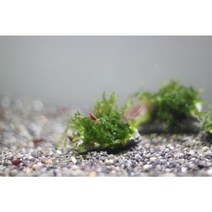 모스볼 발리스톤활착 새우놀이터 새우은신처, 1개