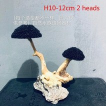 비바리움식물 이끼 테라리움이끼 재료 생이끼 양지이끼 서리이끼 비단이끼 천연이끼 수족관 나무 유목 물고기 탱크 조경 물 잔디 나무 줄기 diy 장식 (수생 식물 없음), h10-12cm 2 헤드
