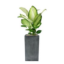 플라워리퍼블릭 마리안느 시멘트화분 공기정화식물 미세먼지식물 가습