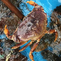 활 던지니스 크랩 항공직송 미국산 대게 택배 하트 게 800g-1.2kg, 800~900g