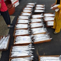 거제도 은빛이 살아있는 낚시 통갈치, 5kg - 16미(1개), 1개