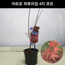 단풍나무 아트로 퍼퓨리엄 4치포트 조경수 관상수 정원수 공원수 묘목 화분, 1개