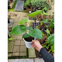 40~70cm 휘커스움베르타 중품 119, 1개