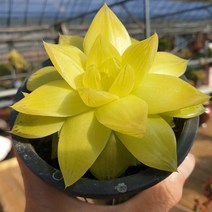 [수암다육] 보초금 랜덤발송 Haworthia cymbiformis var.triebnet poelln f. variegata 랜덤발송 다육 다육이 다육식물 254, 1개