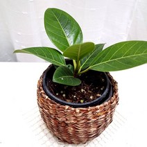 뱅갈고무나무 집에서 키우는 키우기 쉬운 식물 라탄화분, 단품
