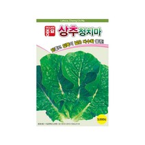 [한국원예자재] 상추 청치마 씨앗