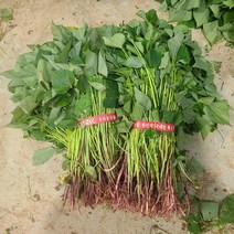 해남 꿀고구마 모종 호박고구마 모종 밤고구마 진율미 고구마 순 3kg 5kg 10kg 20kg, 진율미 모종 20kg