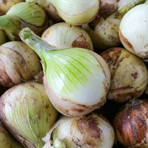[가인팜] 23년산 무안 황토 햇 백 양파 3kg / 5kg 흰양파, 3kg, 미니 (장아찌용), 1개
