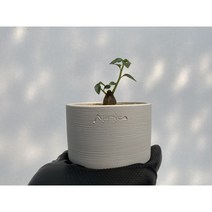 돌스테니아 잔지바리카(Dorstenia zanzibarica) - 희귀 아프리카식물 괴근식물 소품