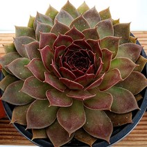 꽃나무팜 마호가니바위솔 월동다육이 국민다육 반려식물 선별배송 다육이키우기