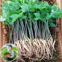 [맘스호미] 장성농부 새싹삼 새싹인삼 면역력 선물, 1박스, 새싹삼 L_45개