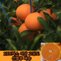 [당도선별제] 제주 천혜향 제주도 과일 산지직송, 2.선물용 3kg
