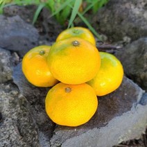 제주 하우스 감귤 하우스귤(꼬마) 3KG, 1개