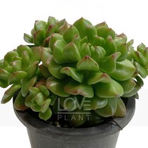 스피나-에케베리아/로제트/반려식물/다육식물