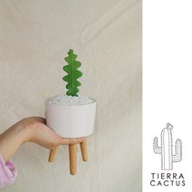 *티에라선인장* 귀요미 다육이 5종 용신목 금호 생선뼈 괴마옥 - 우드레그 세라믹 2color, 화이트(받침없음)