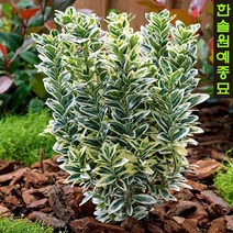 화이트스파이어(WhiteSpire) 무늬사철 소형 중형, 2. 15cm 포트직경, 1개