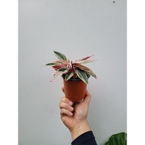 스트로만데멀티칼라 수입식물 희귀식물 15~25cm 449