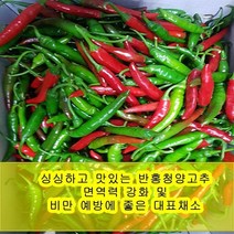 야과몰 싱싱 반홍 청양고추 (5kg), 5kg, 1박스