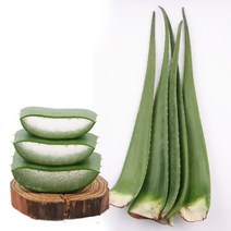 생 알로에 베라 5kg, 단품