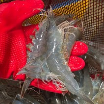 국내산 생물 흰다리 새우 500g 1kg 통영 생 대하, 통영 생물 흰다리새우 500g