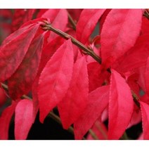 분재소재 / 화살나무(노박덩굴과), 화살나무 키 80cm 내외  / 3주