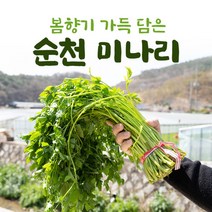 순천 미나리 3kg 한단 봄미나리 농장
