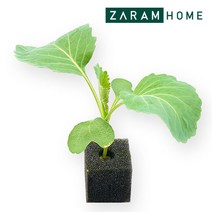 스마트팜 수경재배 모종 케일 만추콜라드, 멀티리프그린 (1개입)