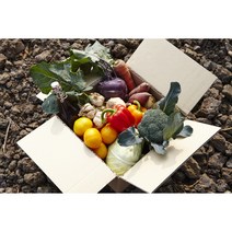 제주 제철 농산물 꾸러미 정기배송 정기구독 (정기결제)