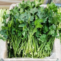 이태리파슬리 1kg 생이태리파슬리 이탈리안 파슬리 향나물 prezzemolo 향신료, 단품