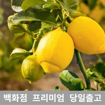[특등급선별] 레몬 1.5kg 레몬청만들기 레몬효능 레몬나무 레몬차효능 제주레몬 레몬물 레몬녹차 레몬수 유기농레몬 무농약레몬 썬키스트레몬 팬시레몬 레몬다이어트 레몬먹는법 레몬의효능, 1개